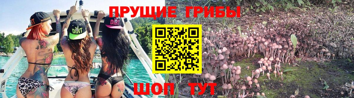 Галлюциногенные грибы Psilocybe  Вход с VPN  Красноуфимск 